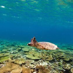 Swimming With Turtles - Jumeirah Muscat Bay, Oman