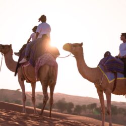 Al Wadi Desert Camel Rides