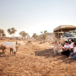 Al Wadi Desert Experiences